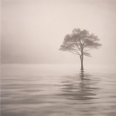 δέντρο μέσα στο νερό